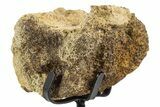 Fossil Hadrosaur Vertebra Section w/ Metal Stand - South Dakota #339920-2